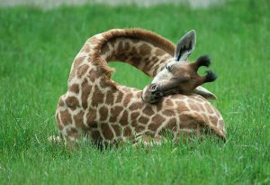 A shot of a baby giraffe